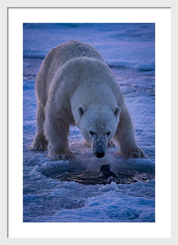 Majestic Polar Bear In Action