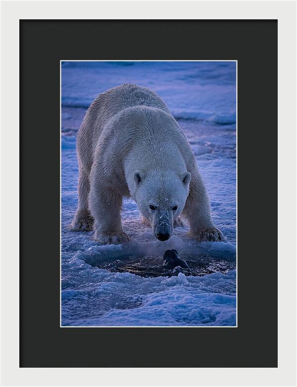 Majestic Polar Bear In Action