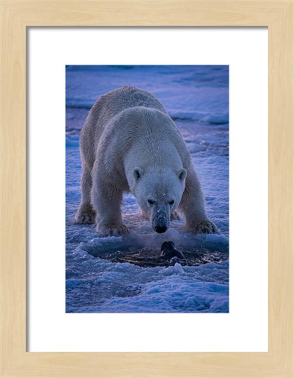 Majestic Polar Bear In Action