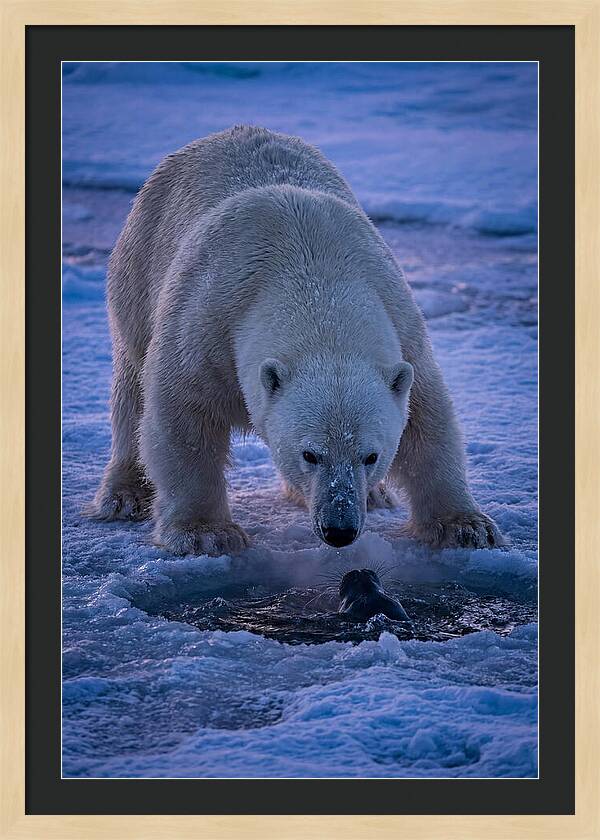Majestic Polar Bear In Action
