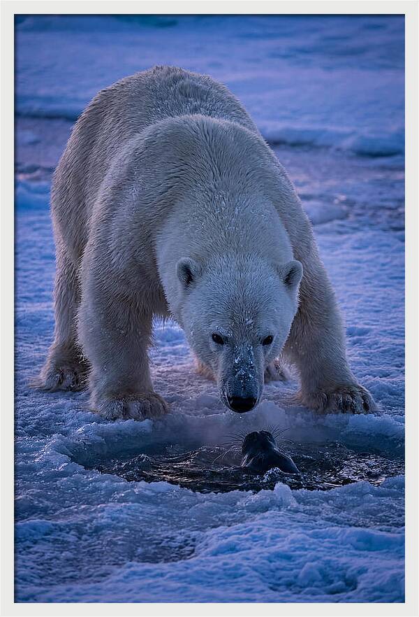 Majestic Polar Bear In Action