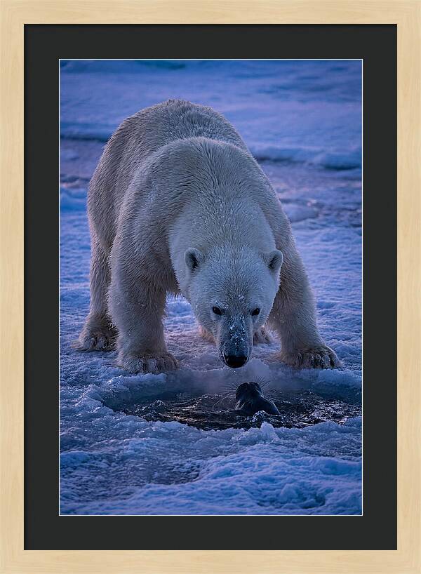 Majestic Polar Bear In Action
