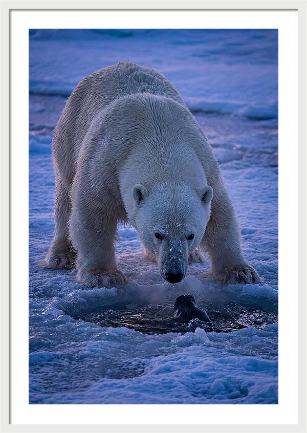 Majestic Polar Bear In Action