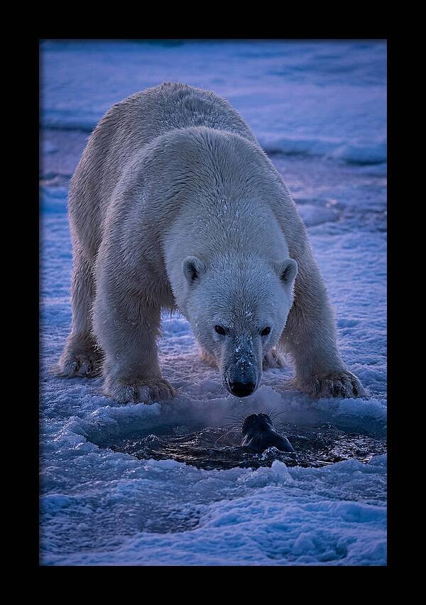 Majestic Polar Bear In Action