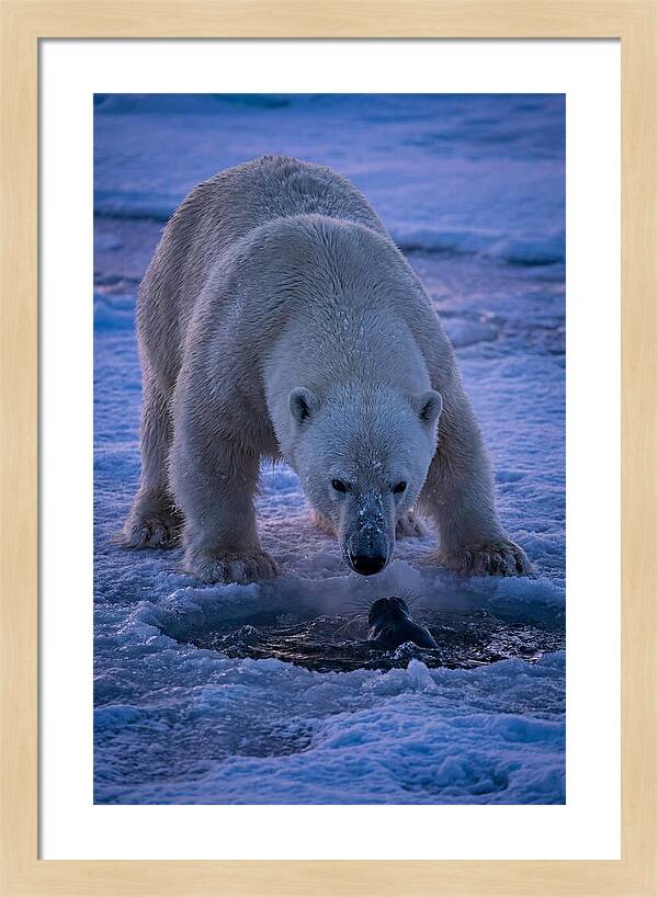 Majestic Polar Bear In Action
