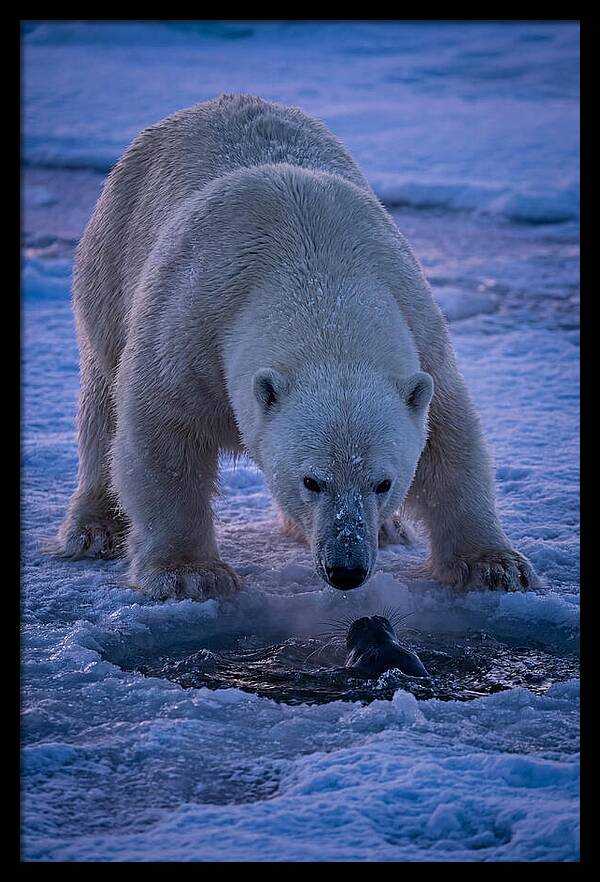 Majestic Polar Bear In Action