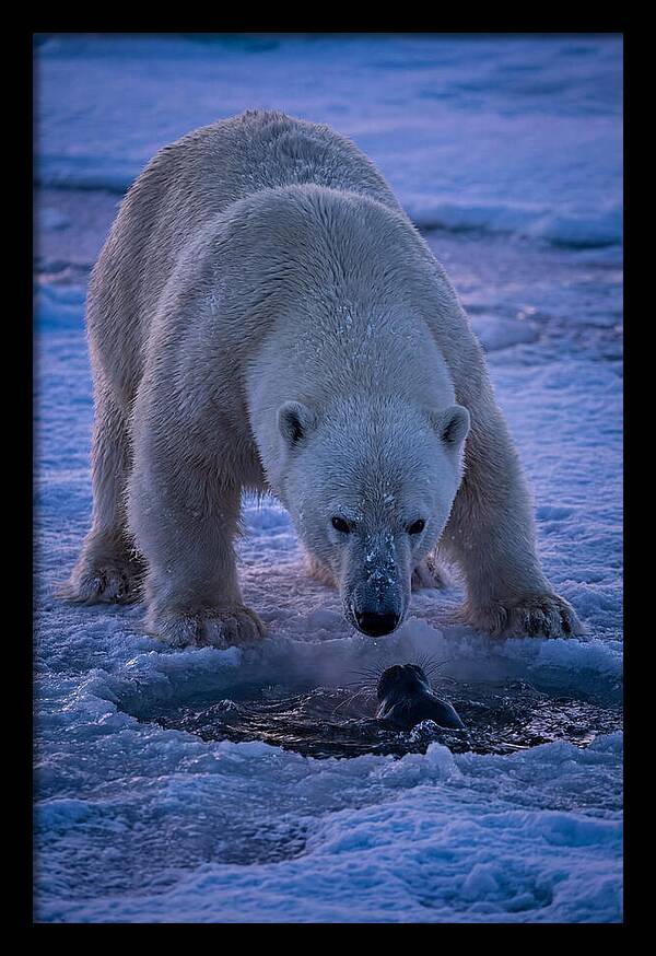 Majestic Polar Bear In Action