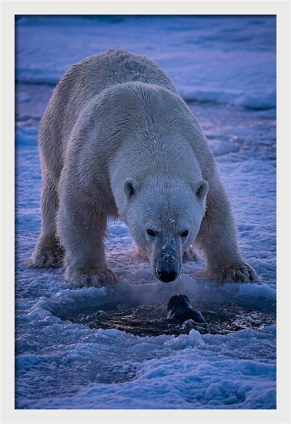 Majestic Polar Bear In Action