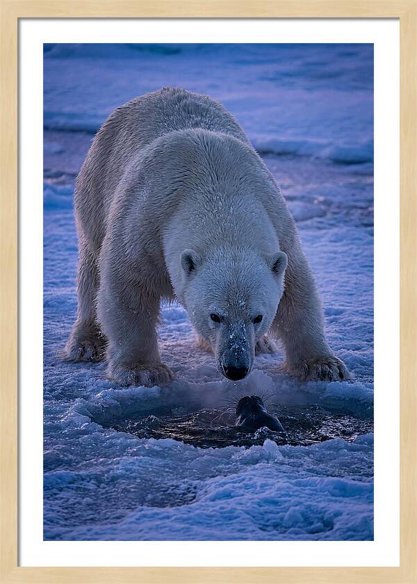 Majestic Polar Bear In Action