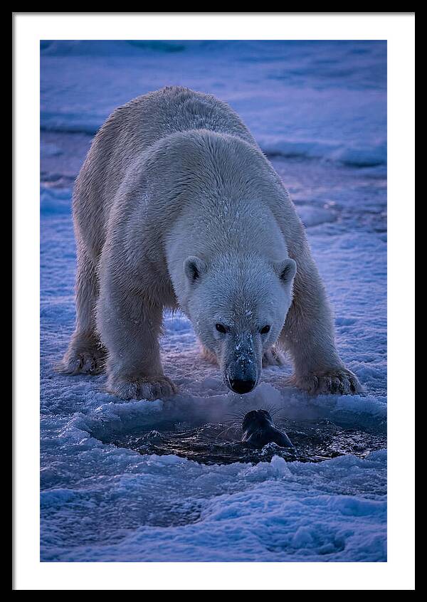 Majestic Polar Bear In Action