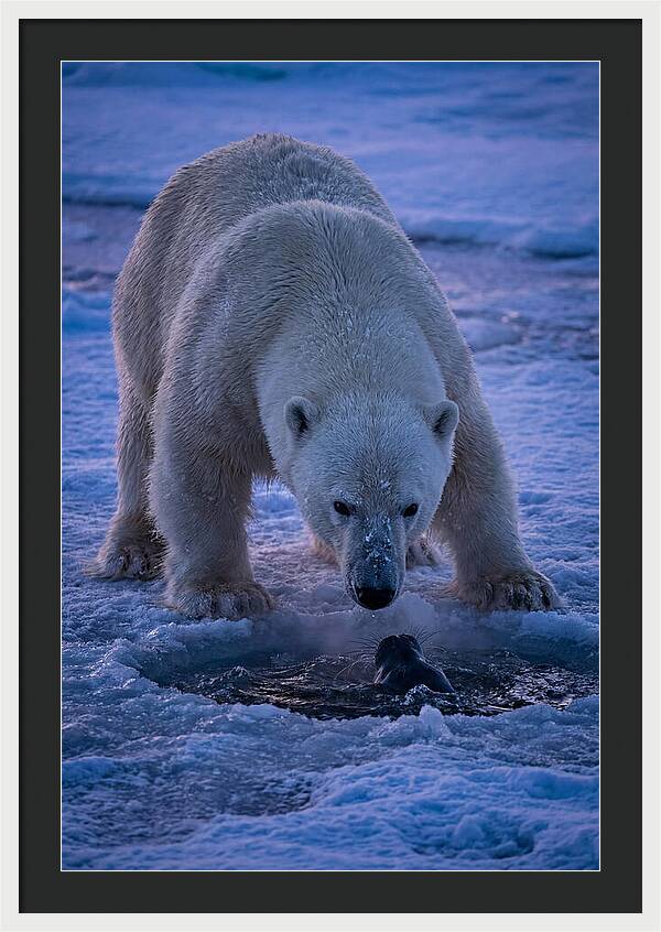 Majestic Polar Bear In Action