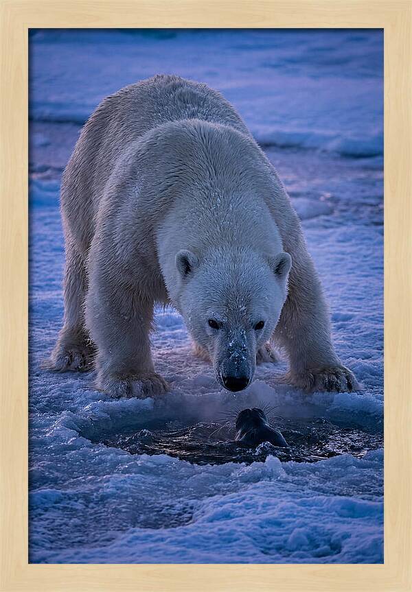 Majestic Polar Bear In Action