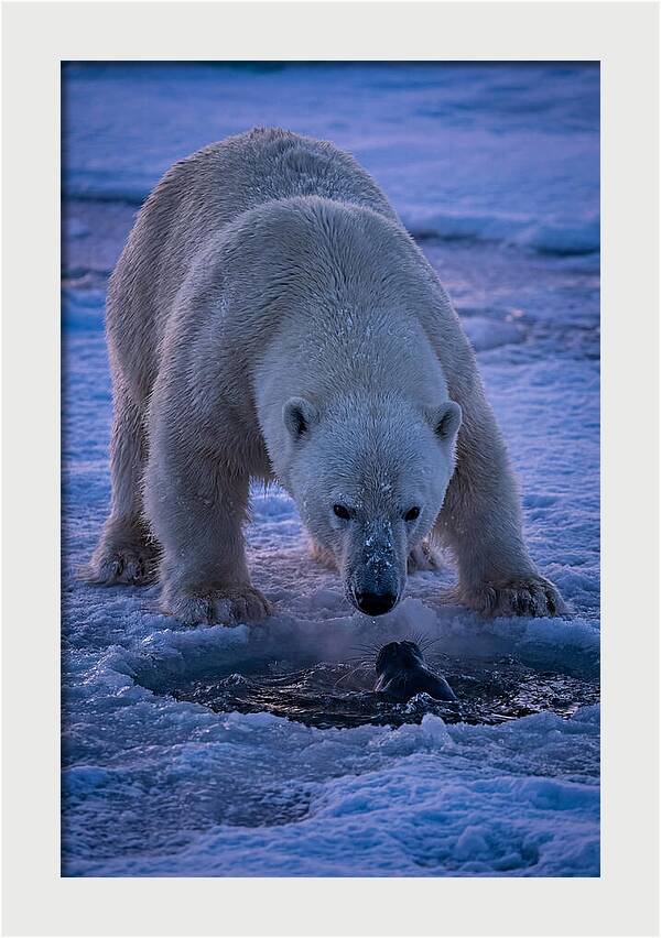 Majestic Polar Bear In Action