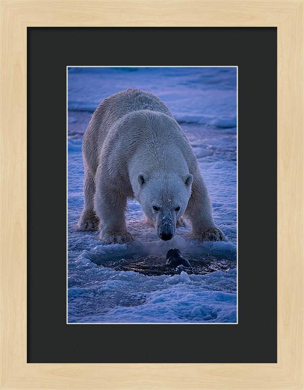 Majestic Polar Bear In Action