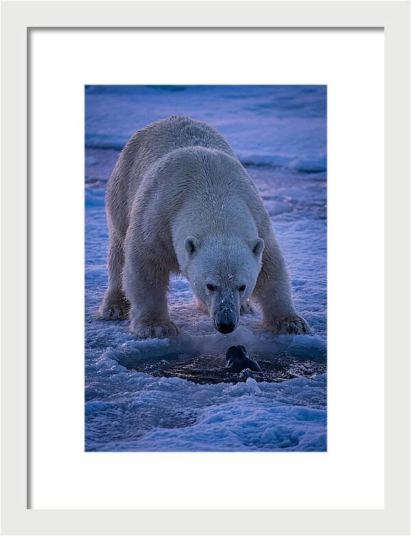 Majestic Polar Bear In Action