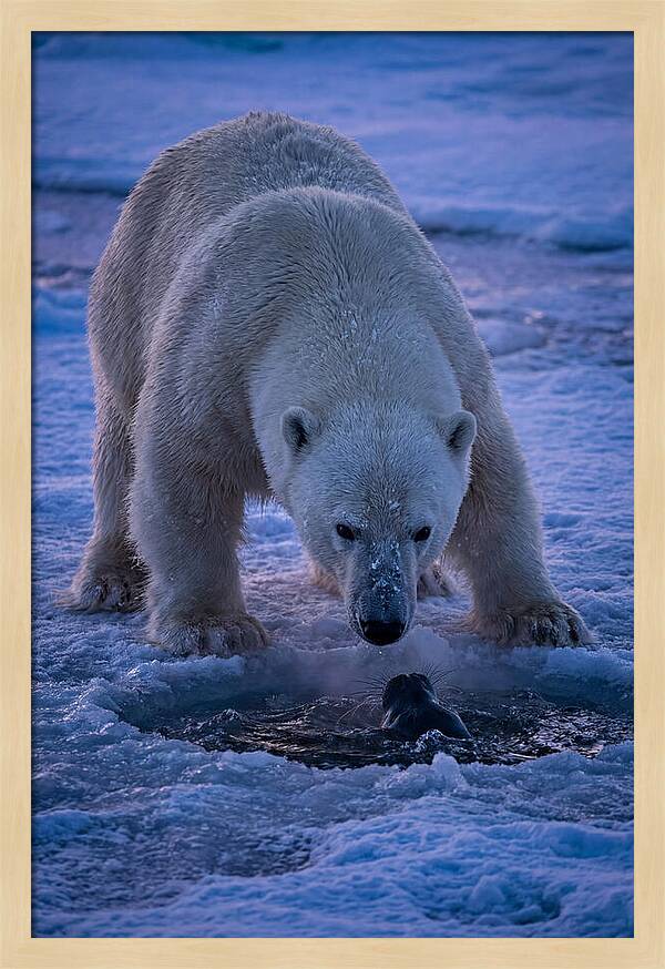 Majestic Polar Bear In Action