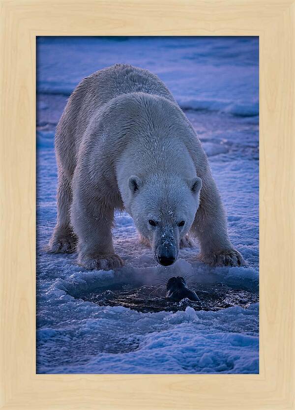 Majestic Polar Bear In Action