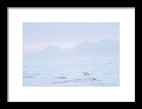 Majestic Polar Bear On Arctic Ice