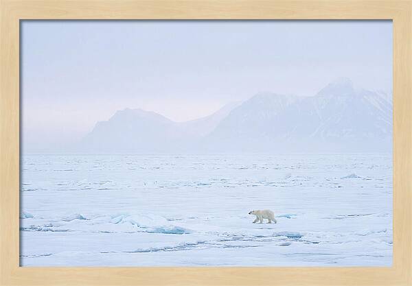 Majestic Polar Bear On Arctic Ice