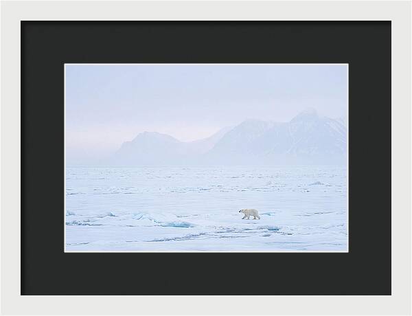 Majestic Polar Bear On Arctic Ice