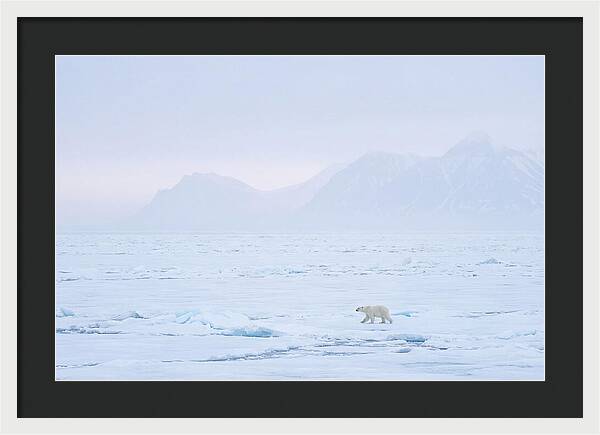 Majestic Polar Bear On Arctic Ice