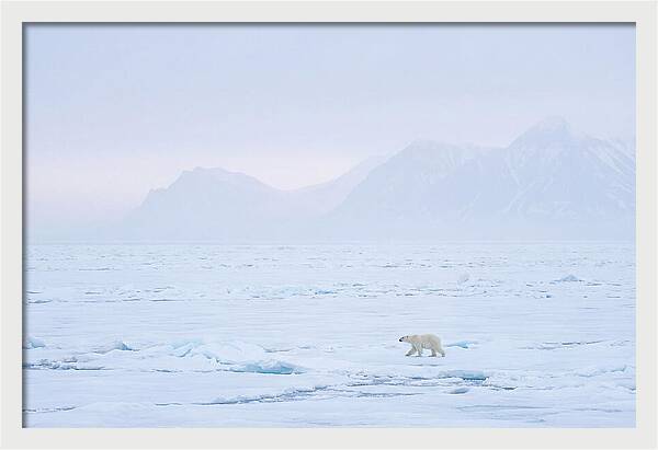 Majestic Polar Bear On Arctic Ice