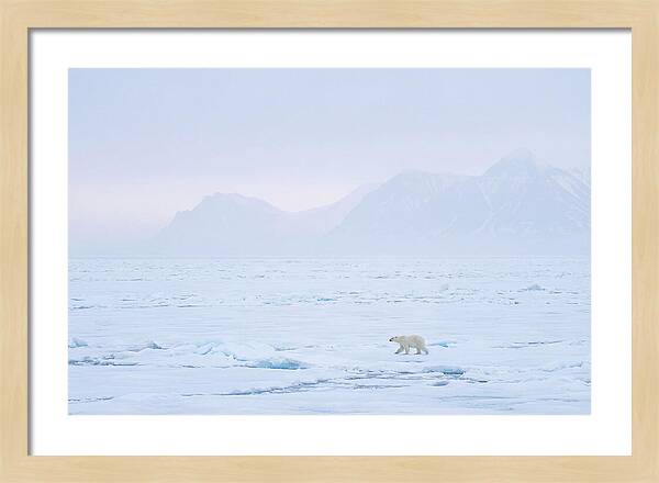 Majestic Polar Bear On Arctic Ice