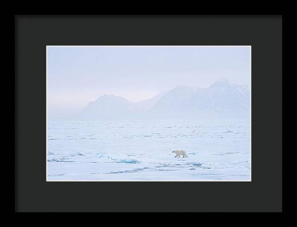 Majestic Polar Bear On Arctic Ice