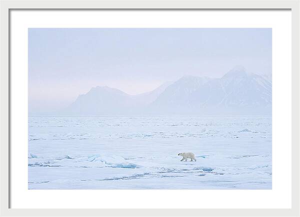 Majestic Polar Bear On Arctic Ice
