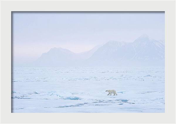 Majestic Polar Bear On Arctic Ice
