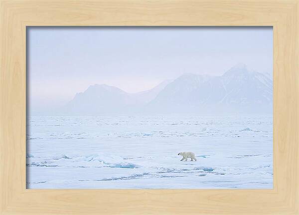 Majestic Polar Bear On Arctic Ice