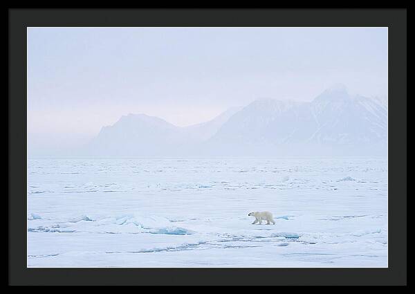 Majestic Polar Bear On Arctic Ice