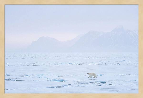 Majestic Polar Bear On Arctic Ice