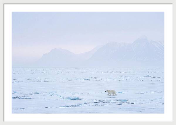 Majestic Polar Bear On Arctic Ice