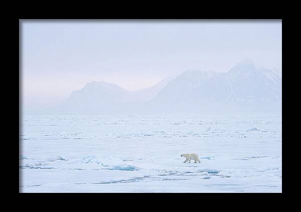 Majestic Polar Bear On Arctic Ice