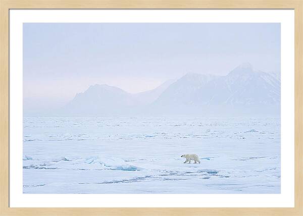 Majestic Polar Bear On Arctic Ice