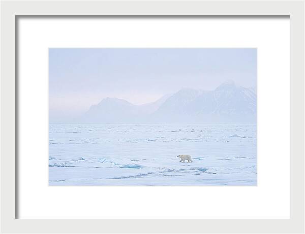 Majestic Polar Bear On Arctic Ice