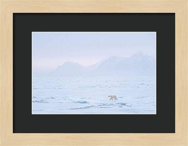 Majestic Polar Bear On Arctic Ice