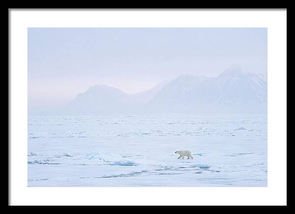 Majestic Polar Bear On Arctic Ice