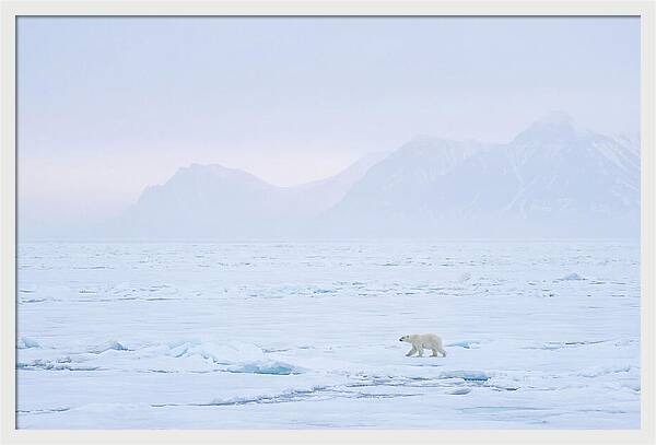 Majestic Polar Bear On Arctic Ice