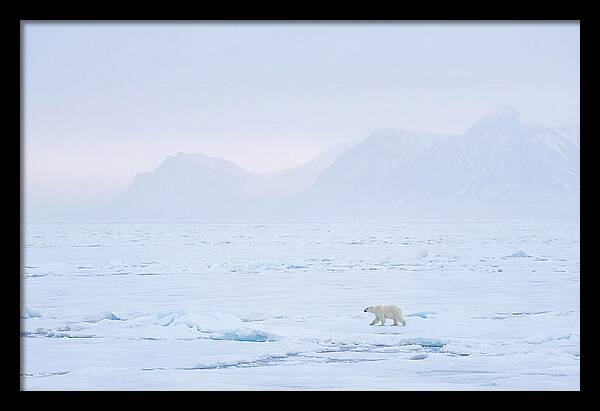 Majestic Polar Bear On Arctic Ice