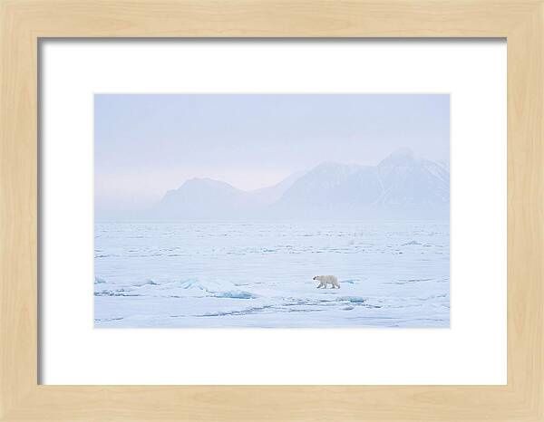 Majestic Polar Bear On Arctic Ice