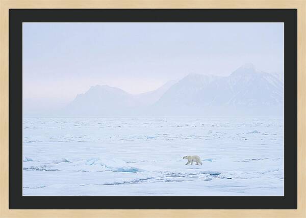 Majestic Polar Bear On Arctic Ice