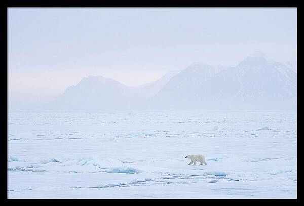 Majestic Polar Bear On Arctic Ice