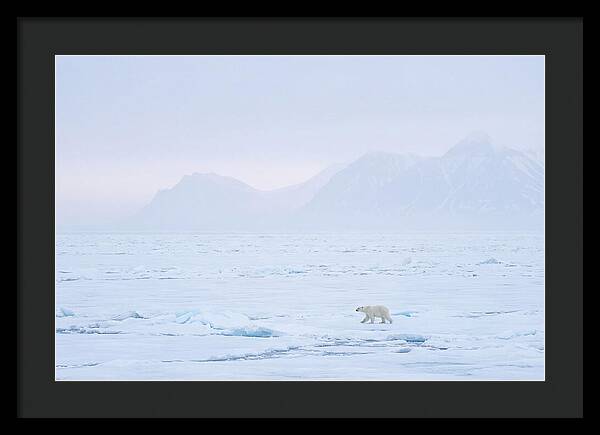 Majestic Polar Bear On Arctic Ice