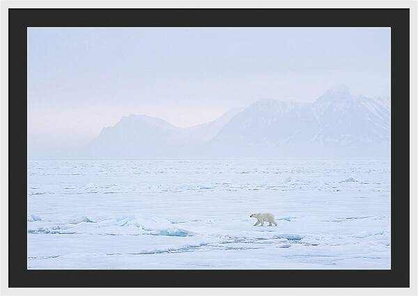 Majestic Polar Bear On Arctic Ice