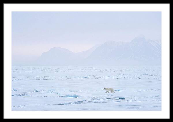 Majestic Polar Bear On Arctic Ice