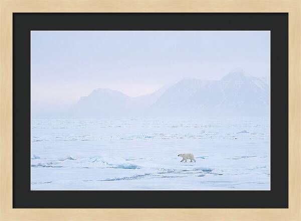 Majestic Polar Bear On Arctic Ice