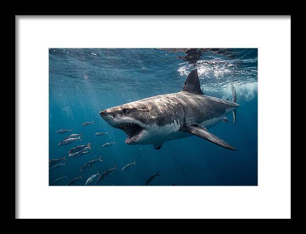 Majestic Predator Beneath Waves