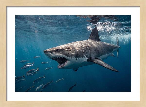 Majestic Predator Beneath Waves
